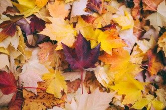 Mixed Assortment of Leaves